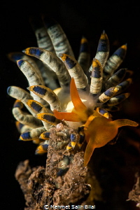 Trinchesia yamasui. by Mehmet Salih Bilal 